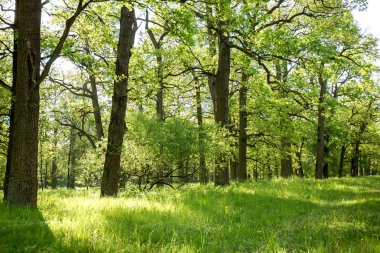 güneşli sabah parkta