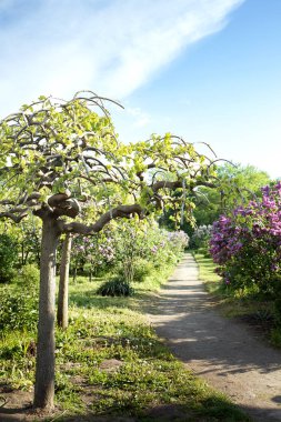 Dekoratif dut formları ağlayan