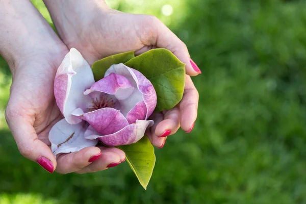 Roze magnolia in de hand, bovenaanzicht — Stockfoto