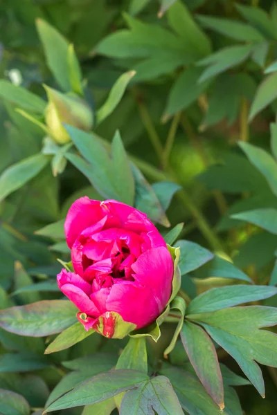 ピンクの牡丹の芽 — ストック写真