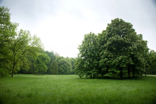 Kastanien im Frühlingspark — Stockfoto