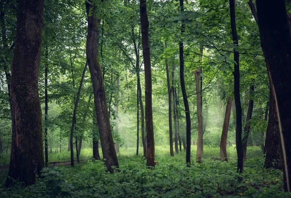 Ομιχλώδες δάσος με ψηλά δέντρα — Φωτογραφία Αρχείου