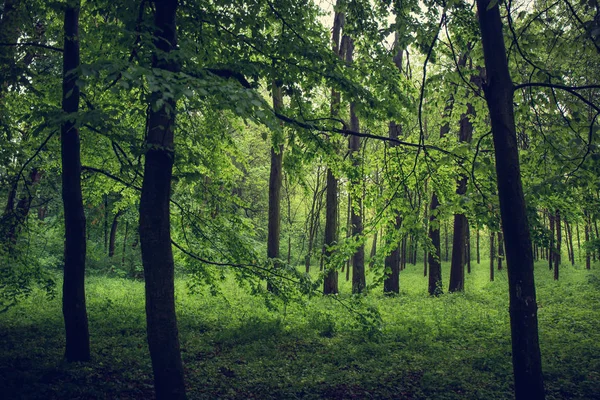 Foggy forest with tall trees — Stock Photo, Image