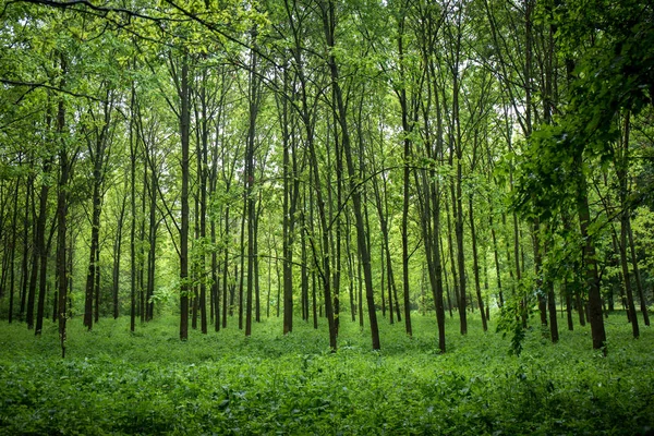 Bosque joven infranqueable — Foto de Stock