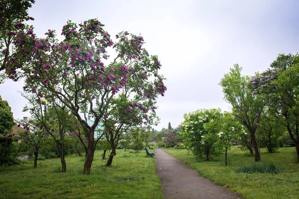 Lila floreciente en el jardín de primavera —  Fotos de Stock