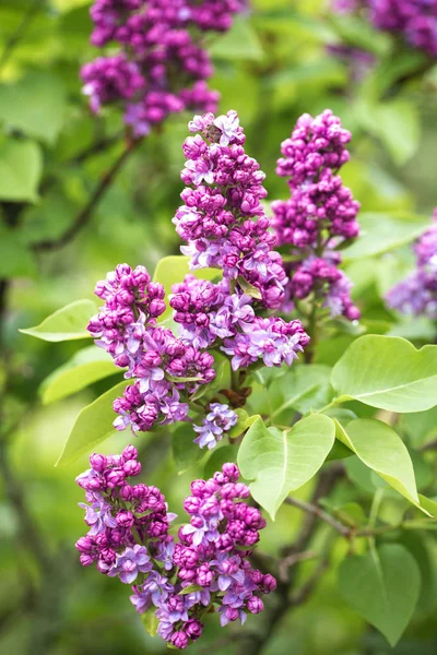 Lilas bush close up — Photo