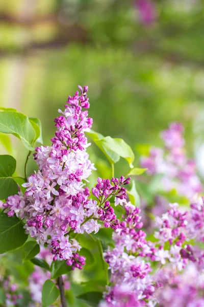Belo ramo de lilás — Fotografia de Stock