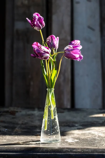 Purple tulips in a vase — Stock Photo, Image