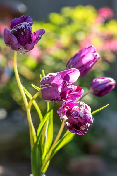 Boeket van mooie paarse tulpen — Stockfoto