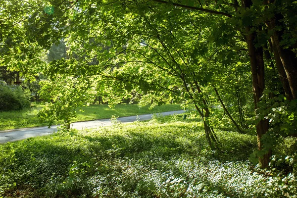 Våren lönn upplöst saftiga gröna blad — Stockfoto