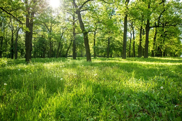 Manhã na floresta — Fotografia de Stock