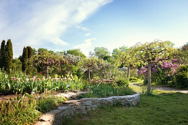Stödmur med tulpaner i trädgården — Stockfoto