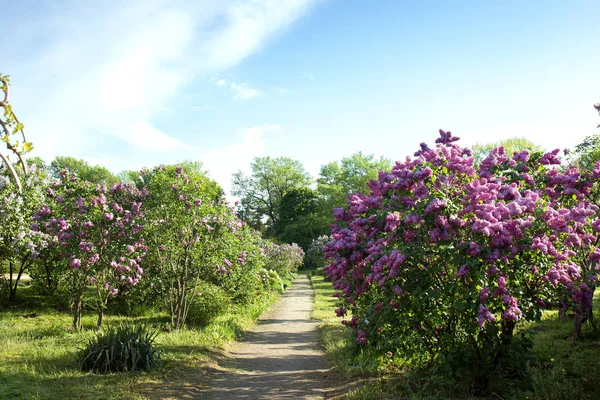 Liliowy ogród z duże krzewy bzu — Zdjęcie stockowe