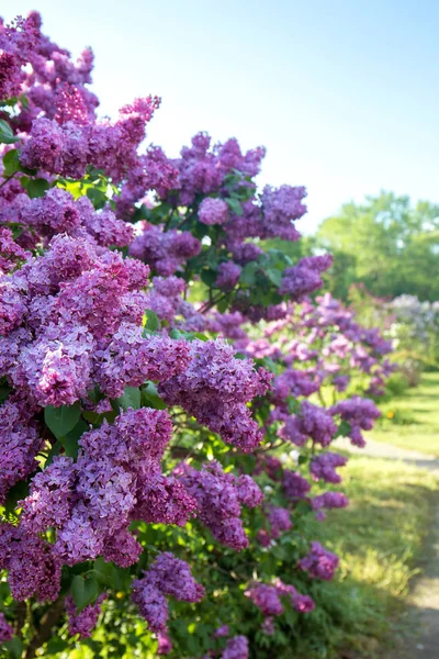 Jardin de lilas avec lilas — Photo