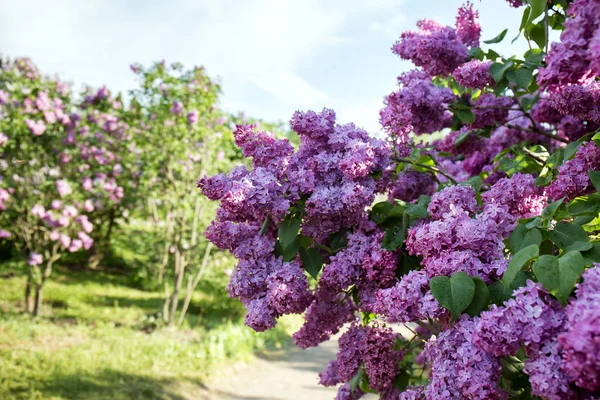 Grand buisson lilas variétal — Photo