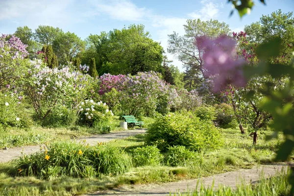 Lila tuin met een zonnige dag — Stockfoto
