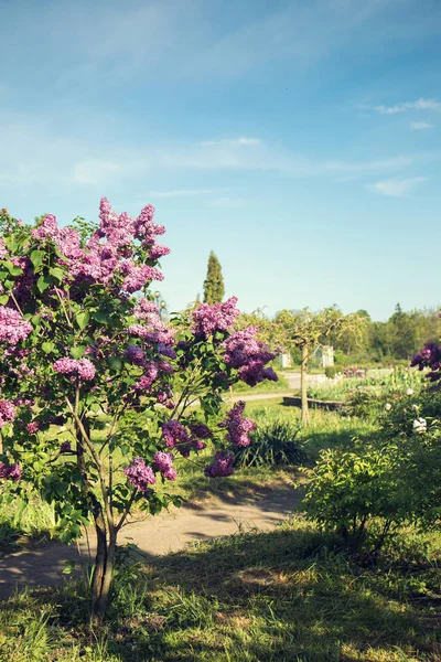 Large lilac bush — Stock Photo, Image