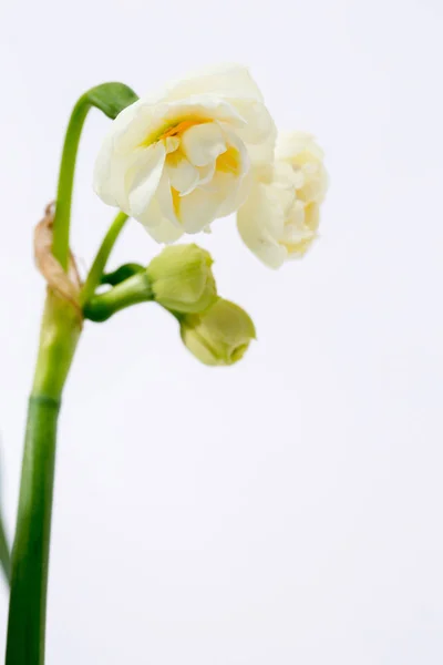 Tak met narcissen — Stockfoto