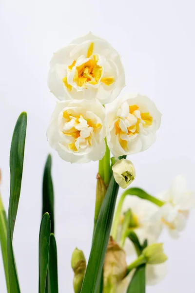 Narcisos amarillos pequeños, primer plano — Foto de Stock