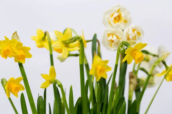 Cream decorative daffodils — Stock Photo, Image