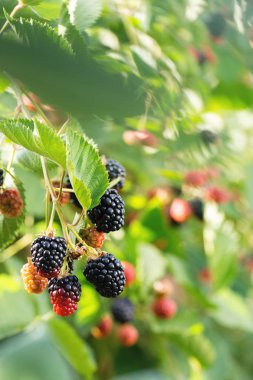 Bush büyük böğürtlen