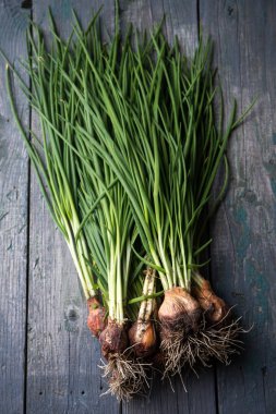 Kökleri ile yeşil soğan