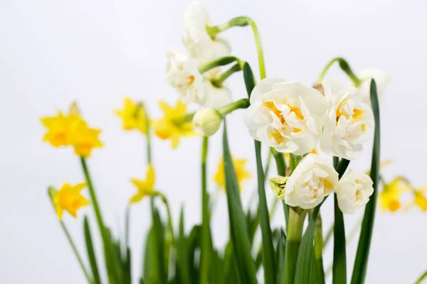 Two varieties of daffodils — Stock Photo, Image