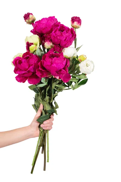 Hand is holding a peonies — Stock Photo, Image