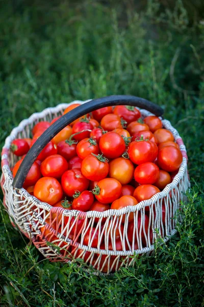 Uma grande cesta de tomates vermelhos — Fotografia de Stock