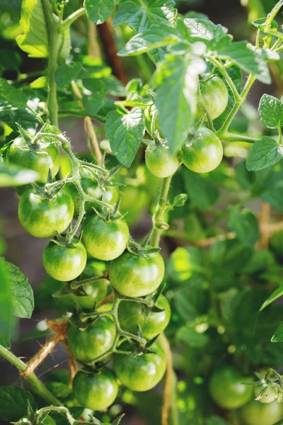 Green tomatoes on a branch — Stock Photo, Image