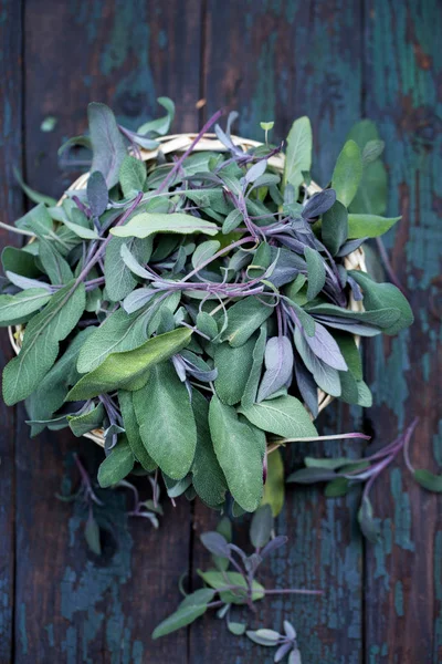 Colheita de folhas de sálvia — Fotografia de Stock