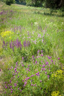 Çayırdaki çiçekler.