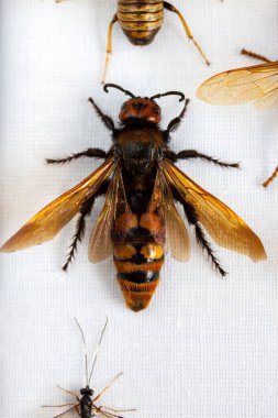 Koleksiyondaki büyük Hornet