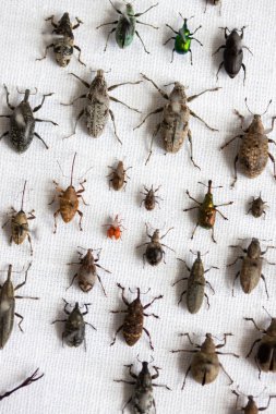 Weevil böcekleri çeşitleri.