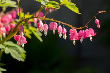 Bahçe içinde güzel pembe Dicentra
