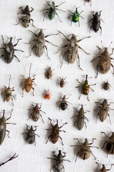 Variedades de escarabajos gorgojos . —  Fotos de Stock