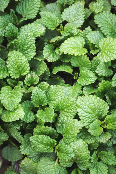 Fresh leaves of fragrant melissa — Stock Photo, Image
