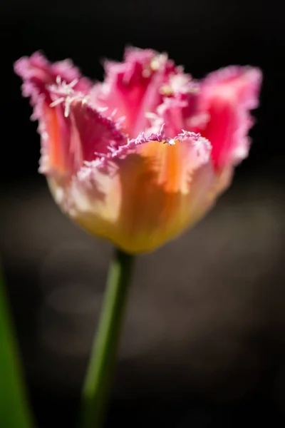 Fleur rose éponge dans le jardin — Photo