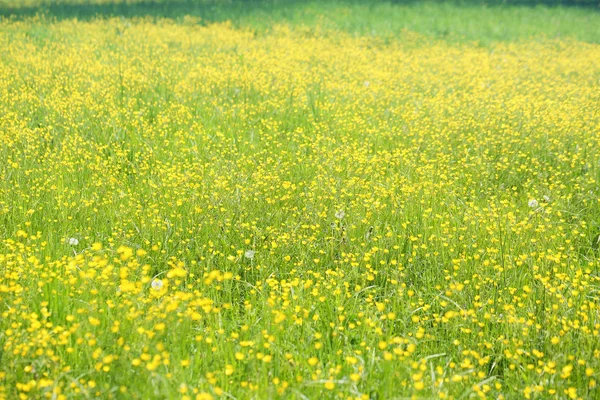 盛开的黄色田野, 有鲜花, 蝴蝶 — 图库照片