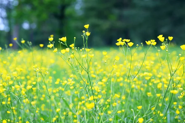 Campo amarillo floreciente con tazas de oro —  Fotos de Stock