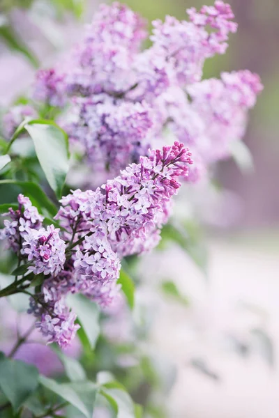 Branche de lilas, gros plan — Photo