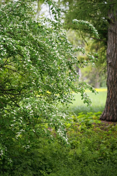 Lente bush Wit bloeiende spirea — Stockfoto