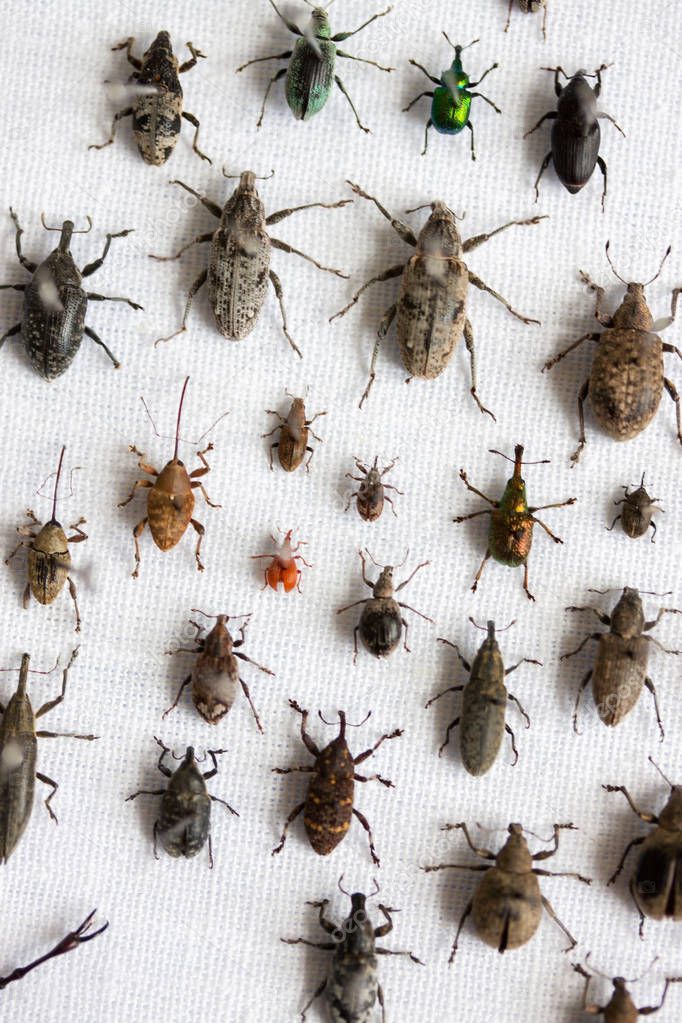 Varieties of weevil beetles.