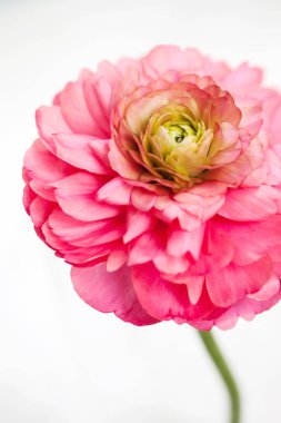 Büyük güzel pembe terry Düğünçiçeği