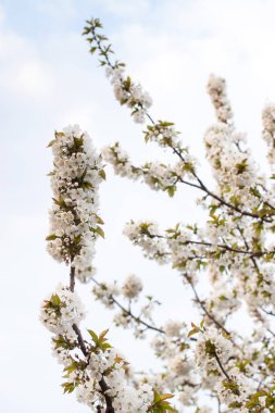 Bahar kiraz çiçeği