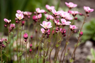 Güzel bahar saxifrage çiçek