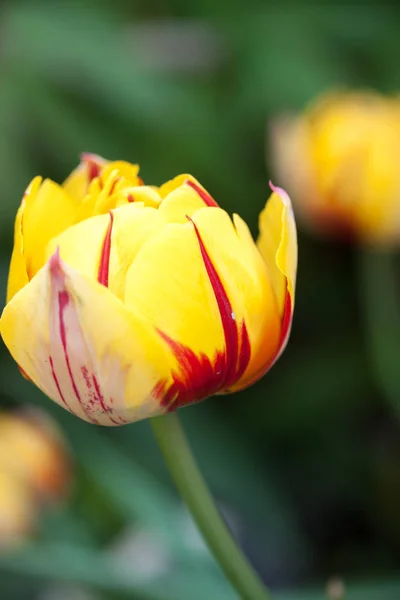 Bicolor tulipan wiosna — Zdjęcie stockowe