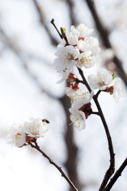 Baharda çiçeklenme kayısı yakın çekim