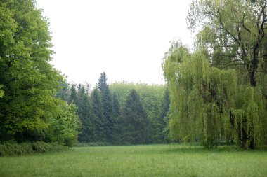 sisli bir çayırda willow