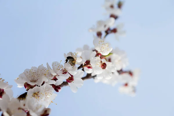 Floración de albaricoque en primavera, vista inferior — Foto de Stock
